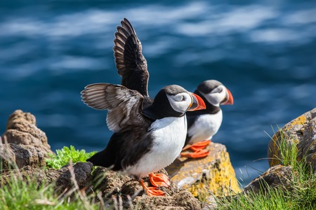 Two puffins bask in the sun on a cliff above the ocean, Icelandの写真素材
