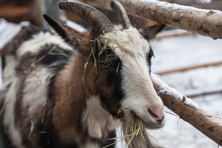 Goat eating hay over the fence, close-up