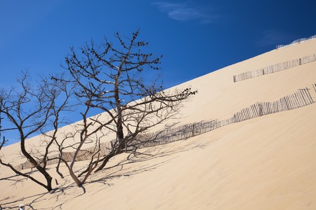 The highest sand dune in Europe Pyla,  Franceの写真素材