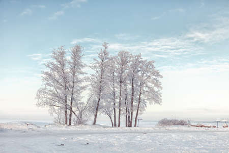 Snow-covered trees on the shore of the frozen gulf