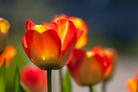 Red and yellow tulips against the sun, spring flower tulips backgroundの写真素材