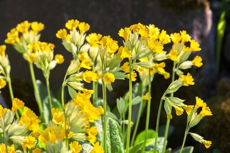 Spring flower Primula (primula macrocalyx Bunge, Primulacease)の写真素材