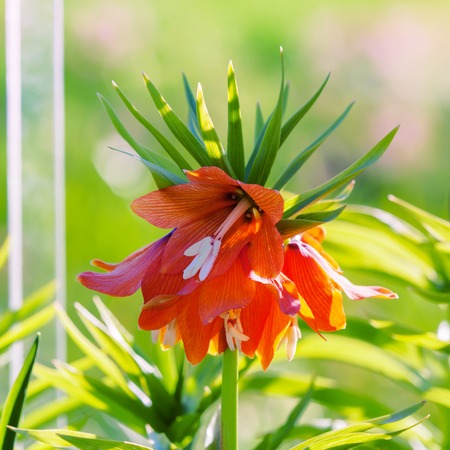 Orange flower imperial Fritillaria, Fritillaria Eduardic Regel, Crown imperial fritillaryの写真素材