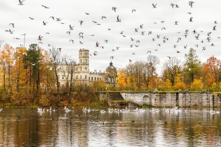 GATCHINA, SAINT PETERSBURG, RUSSIA - OCTOBER 16, 2016: The Great Gatchina Palace in autumn, a large number of seagulls flying. Gatchina Palace was one of the favourite residences of Imperial familyのeditorial素材
