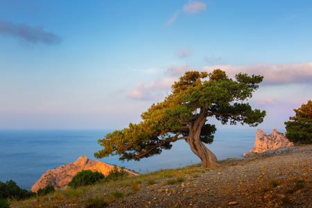 Lonely pine on a high seashore against a blue sky with one cloudの写真素材