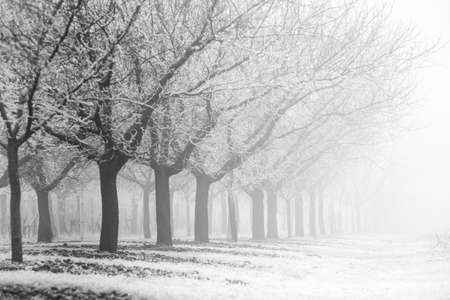 Winter landscape, rows of snowy fruit trees in a snow covered fieldの写真素材