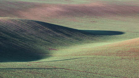 Abstract nature background. Rolling hills of green and yellow wheat fields. Minimalistic landscape...