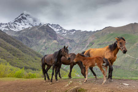 Horses in the mountains, near Kazbegi, Georgia
