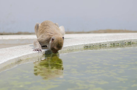 Macaque monkey drinking water in pond.の写真素材