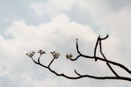 Plumeria branch tree in natureの写真素材