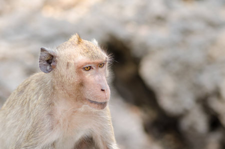 Macaque Monkey in Thailandの写真素材