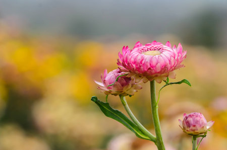 straw flower or everlasting flower, selective focusの写真素材