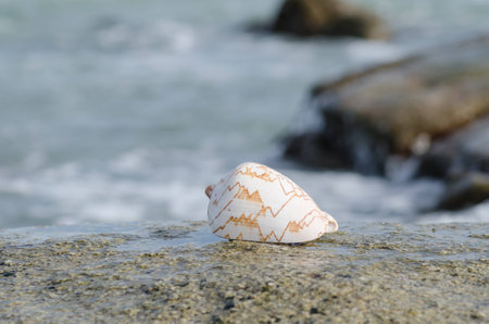 sea shell lying on a big rock in the sea, shallow depth of fieldの写真素材