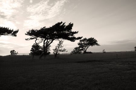 Windswept pine trees on a beachの写真素材