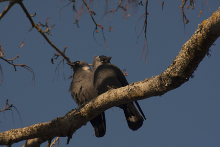 Love birdsの写真素材