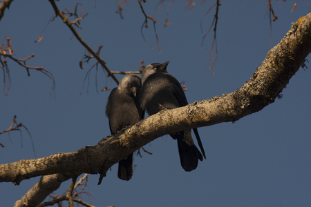 Love birdsの写真素材
