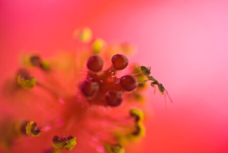 ant and hibiscus closeup