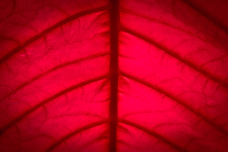 red leaf textureの写真素材