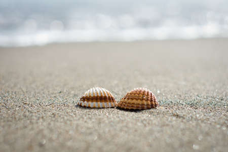 Seashells in a beachの写真素材