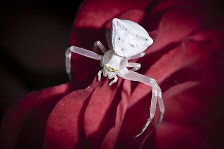 white spiderの写真素材