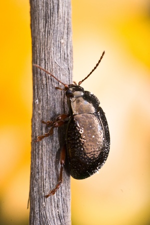 beetle close up on yellow backgroundの写真素材