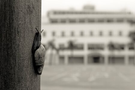 snail in Torremolinos, Malaga, Spainの写真素材