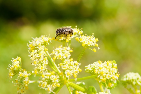 bug in yellow flowersの写真素材