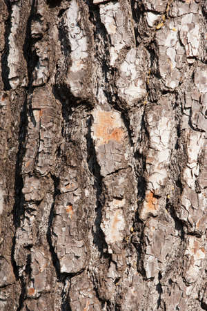 wood texture