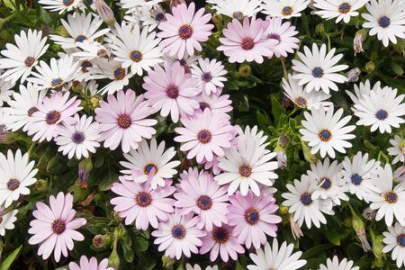 purple and white flowersの写真素材