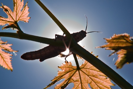 close up of brown grasshopperの写真素材