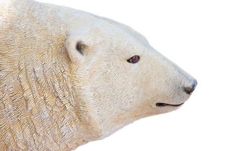 polar bear on white backgroundの写真素材