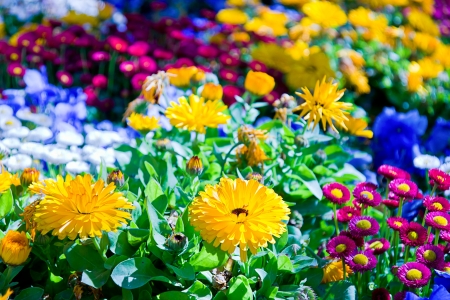 Spring flowers in a garden