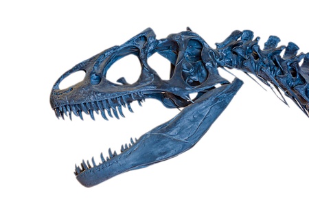 dinosaur skeleton on white backgroundの写真素材
