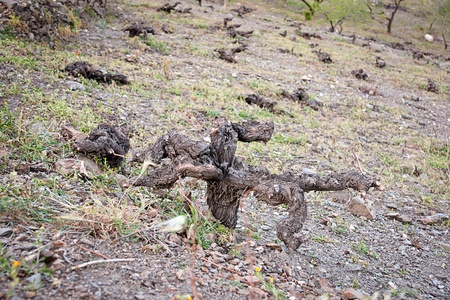 vineyards in Ciudad Real, Spainの写真素材
