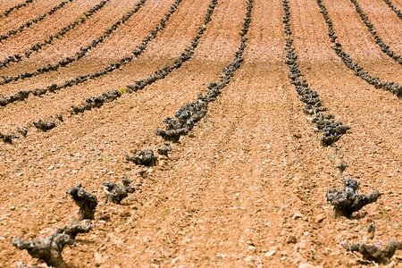 vineyards in Ciudad Real, Spainの写真素材