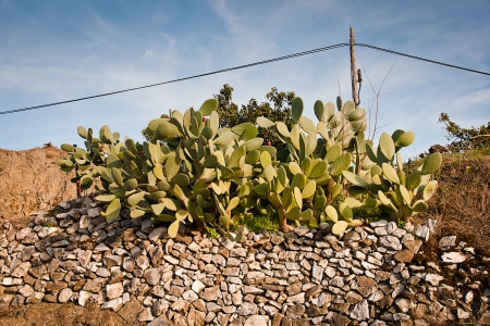 prickly pear at springの写真素材