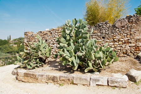 prickly pear at springの写真素材