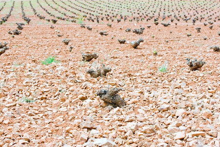 vineyards in Ciudad Real, Spainの写真素材