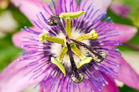 passiflora close upの写真素材