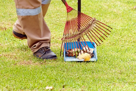 sweeper in a parkの写真素材