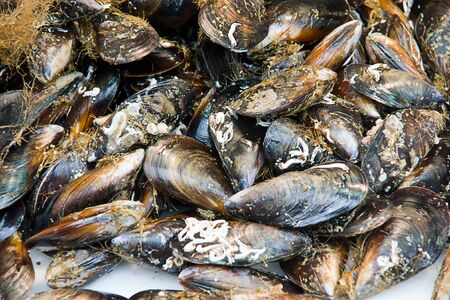 mussels の写真素材