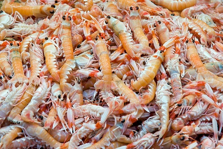 shellfish in a marketの写真素材