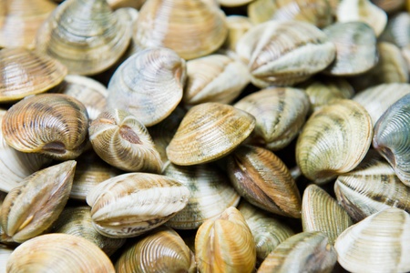 shellfish in a marketの写真素材