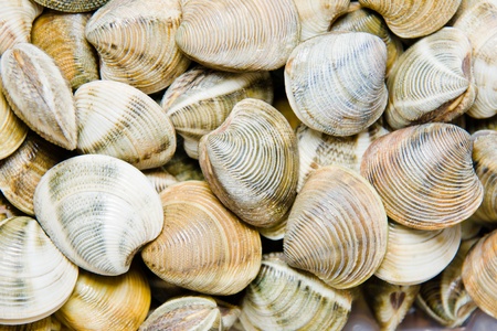 shellfish in a marketの写真素材