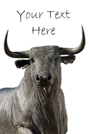 bull on white backgroundの写真素材