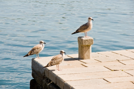 seagullsの写真素材
