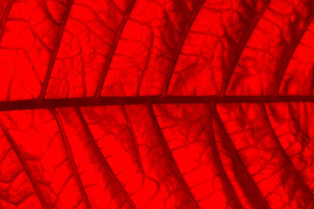 red leaf textureの写真素材