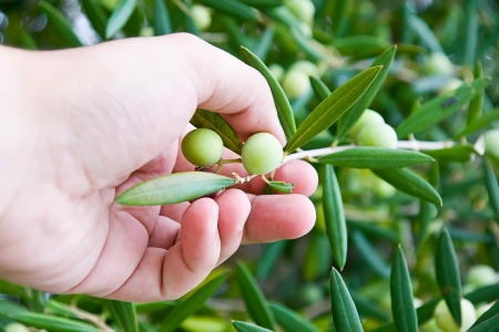olive woodの写真素材