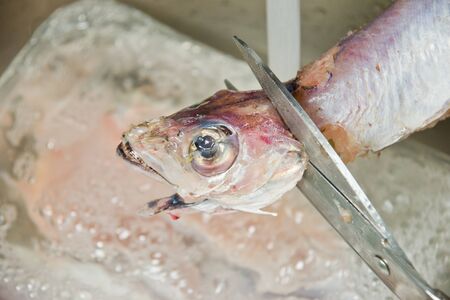 fish vendor cleaning fish 
