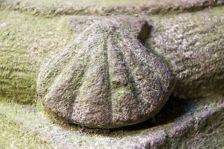 stone pilgrim shellの写真素材
